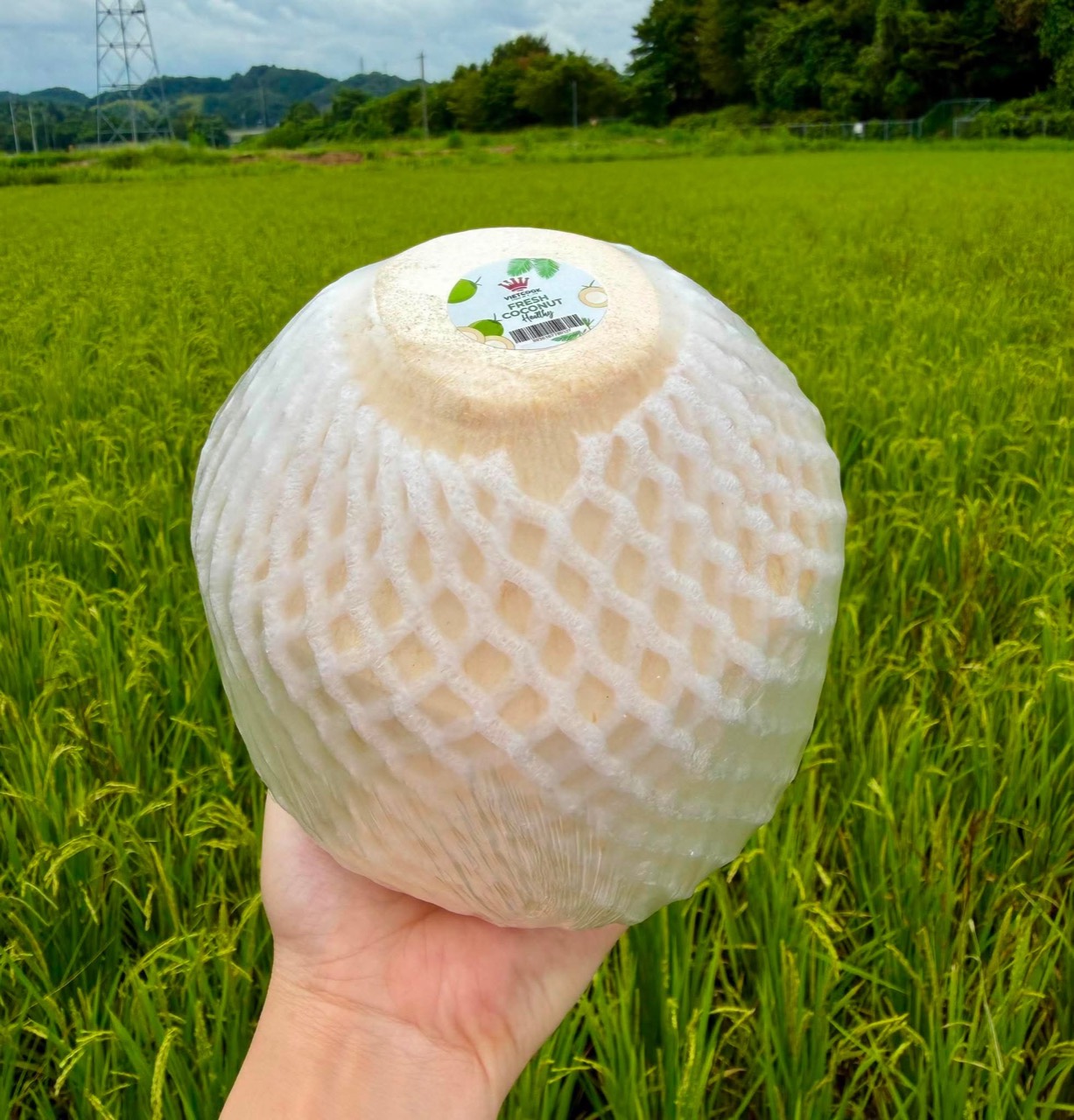 VIETCOOK fresh coconut product photograph